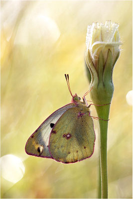 Hufeisenklee-Gelbling/Goldene Acht (Colias alfacariensis/Colias hyale), Frankreich, Ardèche
