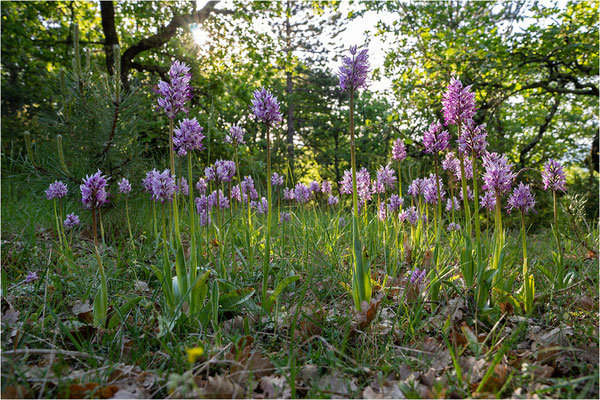 Affen-Knabenkraut (Orchis simia), Frankreich, Drôme