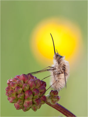 Kleiner Wollschweber (Bombylius minor), Deutschland, Baden-Württemberg
