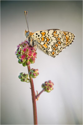 Flockenblumen-Scheckenfalter (Melitaea phoebe), Frankreich, Drôme