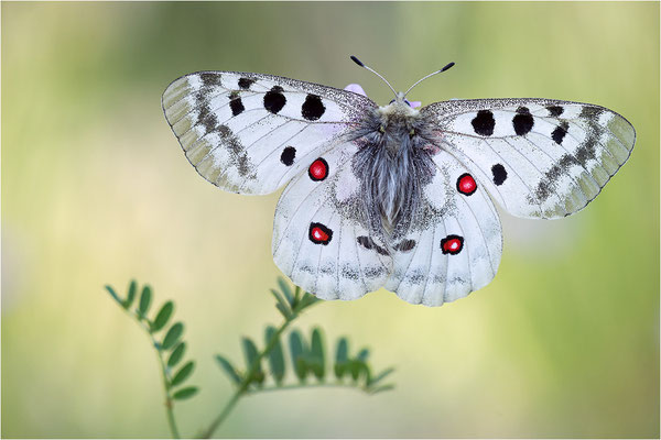 Roter Apollo (Parnassius apollo testoutensis), Frankreich, Dep. Savoie