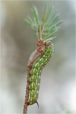 Kiefernschwärmer (Sphinx pinastri)