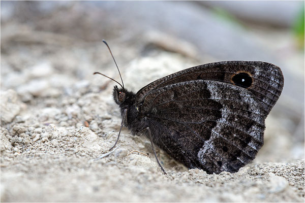 Weißkernauge (Satyrus ferula), Männchen, Frankreich, Dep. Savoie