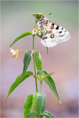 Roter Apollo (Parnassius apollo linnei), Schweden, Gotland