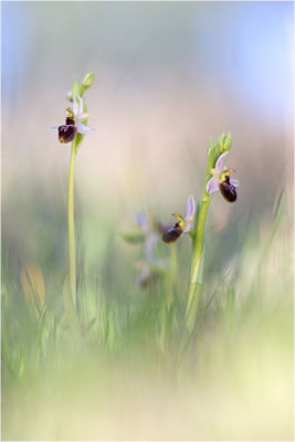 Ophrys splendida, Var