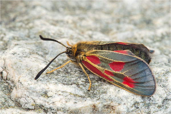 Alpen-Widderchen (Zygaena exulans), Weibchen, Italien, Region Aostatal, 2000m