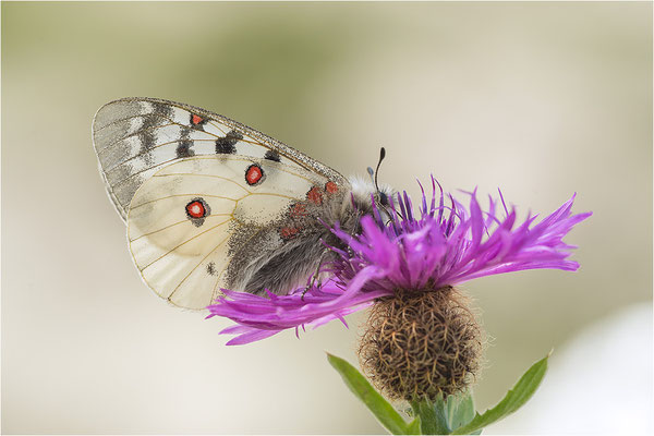 Hochalpen-Apollo (Parnassius sacerdos), Männchen, Italien, Region Aostatal, 2.400m