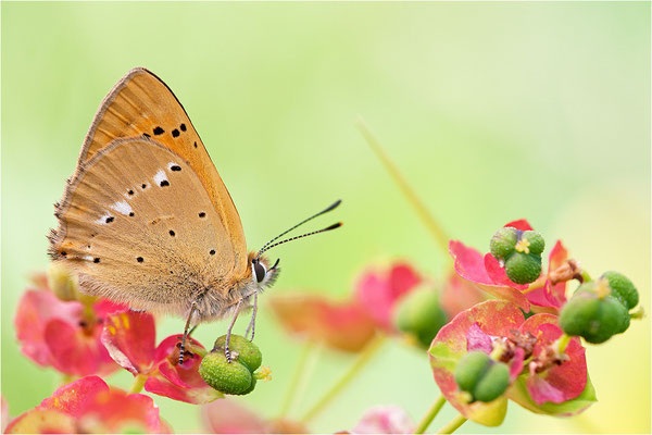 Dukaten-Feuerfalter (Lycaena virgaureae), Männchen, Schweiz, Wallis, 1600m