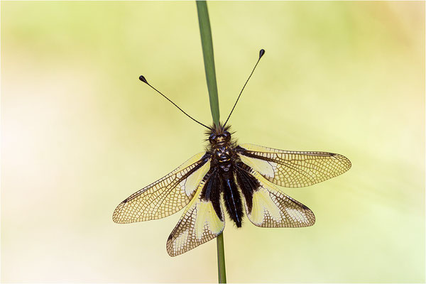 Libellen-Schmetterlingshaft (Libelloides coccajus), Schweiz, Wallis
