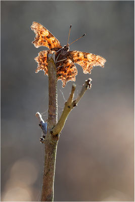 C-Falter (Polygonia c-album), Deutschland, Baden-Württemberg
