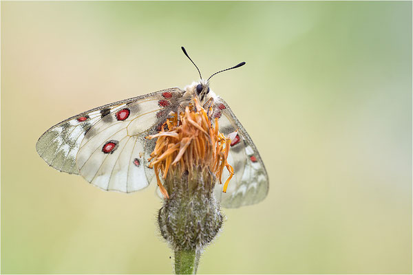 Hochalpen-Apollo (Parnassius phoebus), Italien, Region Aostatal
