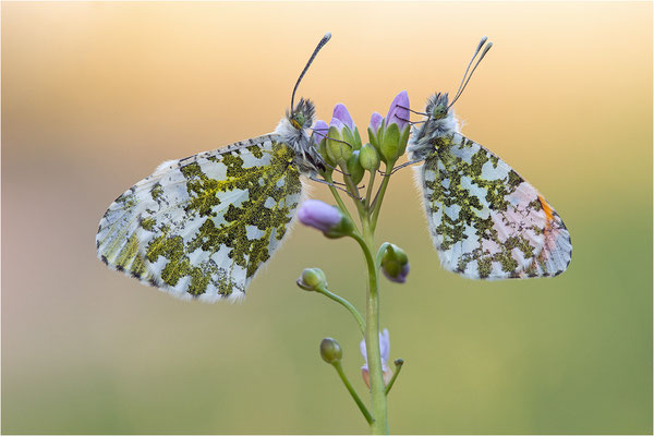 Aurorafalter (Anthocharis cardamines), Paar, Deutschland, Baden-Württemberg