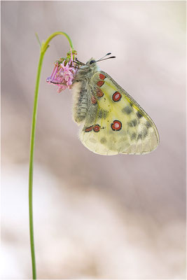 Roter Apollo (Parnassius apollo leovigildus), Frankreich, Dep. Alpes-de-Haute-Provence