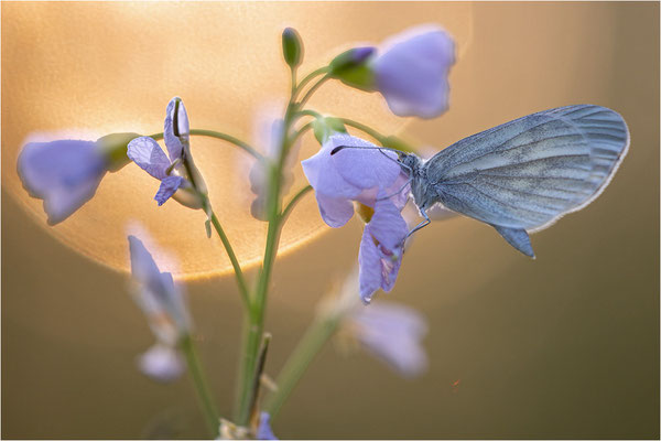 Tintenfleck-Weißling (Leptidea sinapis bzw. juvernica), Deutschland, Baden-Württemberg
