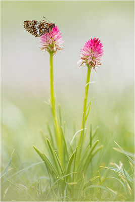 Bündner Scheckenfalter (Melitaea varia), Frankreich, Savoie, 2500m