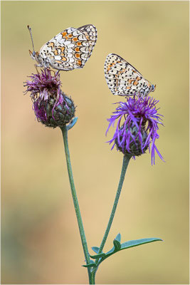 Flockenblumen-Scheckenfalter (Melitaea phoebe) und Roter Scheckenfalter (Melitaea didyma), Männchen, Frankreich, Savoie