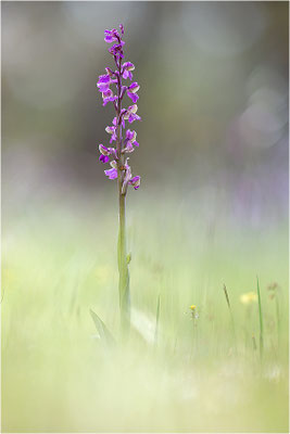 Kleine Hundswurz (Anacamptis morio picta), Dep. Var, Frankreich