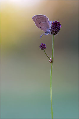 Dunkler Wiesenknopf-Ameisenbläuling (Phengaris nausithous), Deutschland, Baden-Württemberg