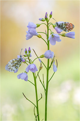 Aurorafalter (Anthocharis cardamines), Paar, Deutschland, Baden-Württemberg