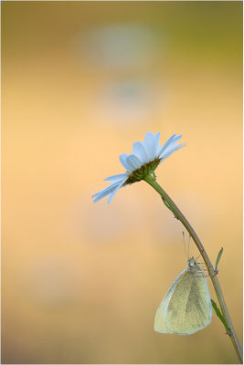 Kleiner Kohlweißling (Pieris rapae), Deutschland, Baden-Württemberg