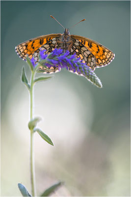 Wachtelweizen-Scheckenfalter (Melitaea athalia), Schweiz, Kanton Tessin, 1600m