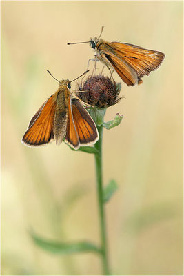 Braunkolbiger Braun-Dickkopffalter (Thymelicus sylvestris), Deutschland, Baden-Württemberg