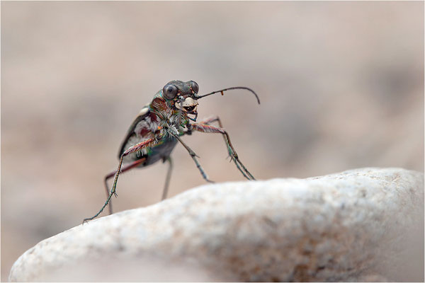Lophyra flexuosa flexuosa, Frankreich, Ardèche