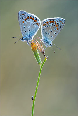 Hauhechel-Bläuling (Polyommatus icarus), Männchen, Spanien, Pyrenäen, Prov. Lleida