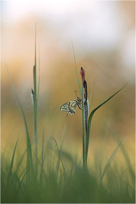Schwalbenschwanz (Papilio machaon), Deutschland, Baden-Württemberg