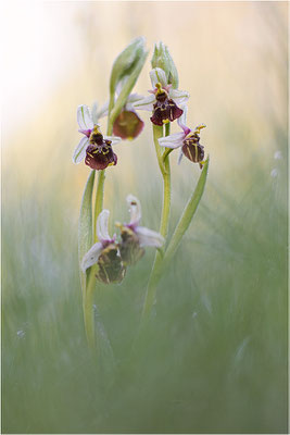 Hummel-Ragwurz (Ophrys fuciflora), Südlicher Oberrhein, Baden-Württemberg