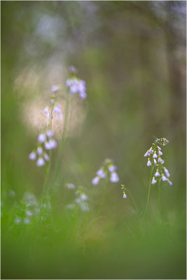 Aurorafalter (Anthocharis cardamines), Männchen, Deutschland, Baden-Württemberg