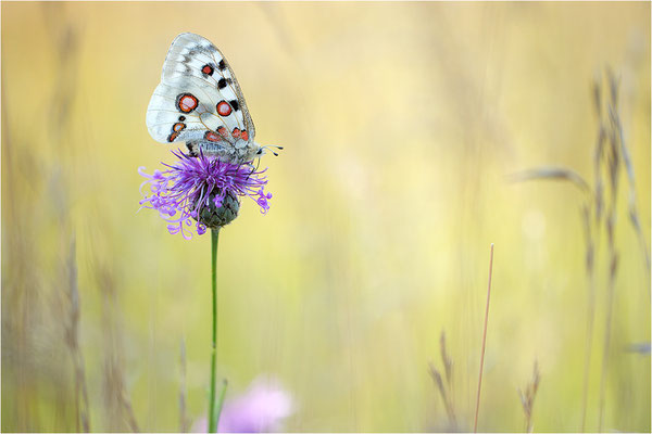 Roter Apollo (Parnassius apollo lithographicus), Deutschland, Oberbayern