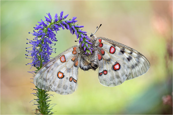 Roter Apollo (Parnassius apollo linnei), Paarung, Schweden, Gotland