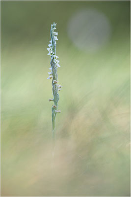 Herbst-Drehwurz (Spiranthes spiralis), Frankreich, Alsace