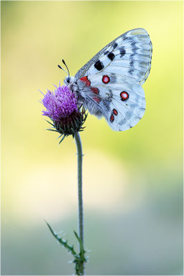 Roter Apollo (Parnassius apollo provincialis), Frankreich, Dep. Alpes-Maritimes