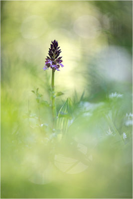 Purpur-Knabenkraut (Orchis purpurea), Deutschland, Baden-Württemberg