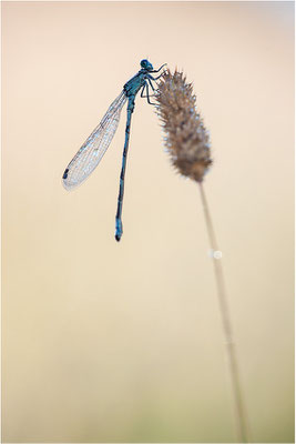 Gemeine Becherjungfer (Enallagma cyathigerum), Värmland, Schweden