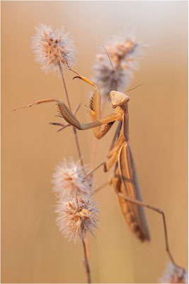 Europäische Gottesanbeterin (Mantis religiosa), Weibchen, Deutschland, Baden-Württemberg