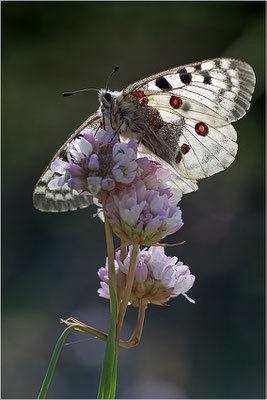 Roter Apollo (Parnassius apollo pedemontanus), Italien, Region Aostatal