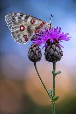 Roter Apollo (Parnassius apollo provincialis), Frankreich, Dep. Alpes-Maritimes