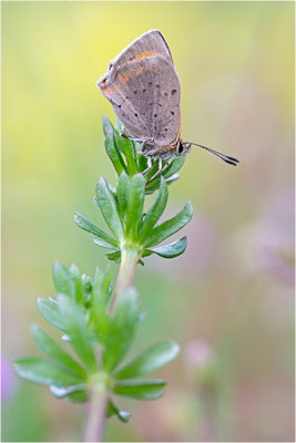 Kleiner Feuerfalter (Lycaena phlaeas), Deutschland, Baden-Württemberg