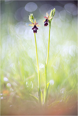 Ophrys x royanensis (=drumana x insectifera), Frankreich, Dep. Drôme