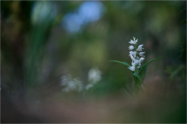 Schwertblättriges Waldvöglein (Cephalanthera longifolia), Schweden,  Farö