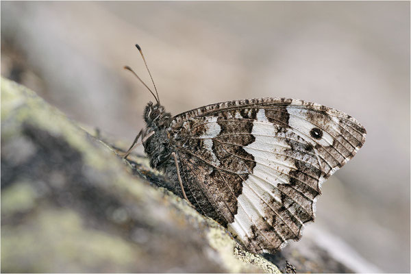Weißer Waldportier (Brintesia circe), Frankreich, Haute-Loire