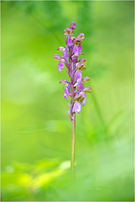 Spitzels Knabenkraut (Orchis spitzelii), Frankreich, Dep. Isere