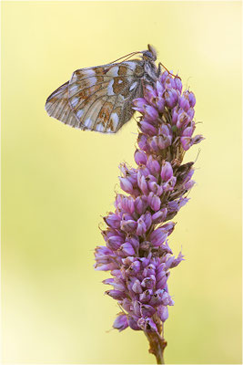 Ähnlicher Perlmuttfalter (Boloria napaea), Italien, Region Aostatal, 2000m