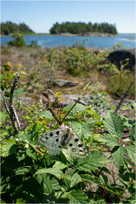 Roter Apollo (Parnassius apollo apollo), Schweden, Småland