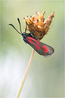 Beilfleck-Widderchen (Zygaena loti), Italien, Piemont