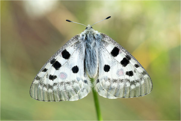 Roter Apollo (Parnassius apollo pedemontanus), Italien, Region Aostatal