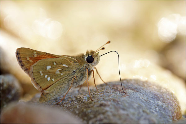 Komma-Dickkopffalter (Hesperia comma), Frankreich, Drôme